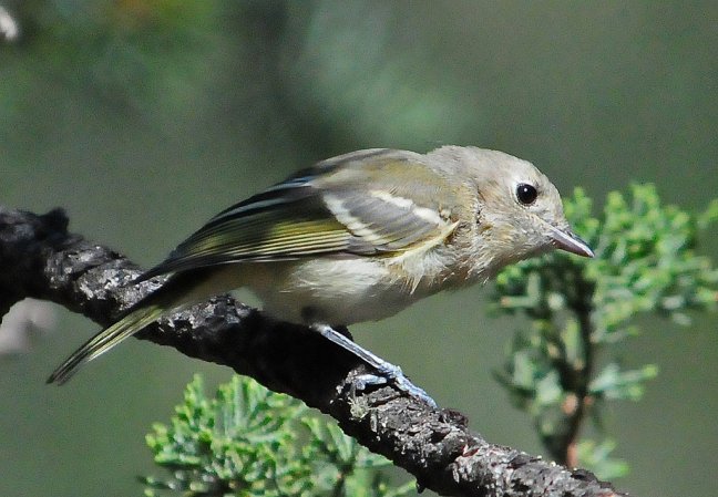 Photo (20): Hutton's Vireo