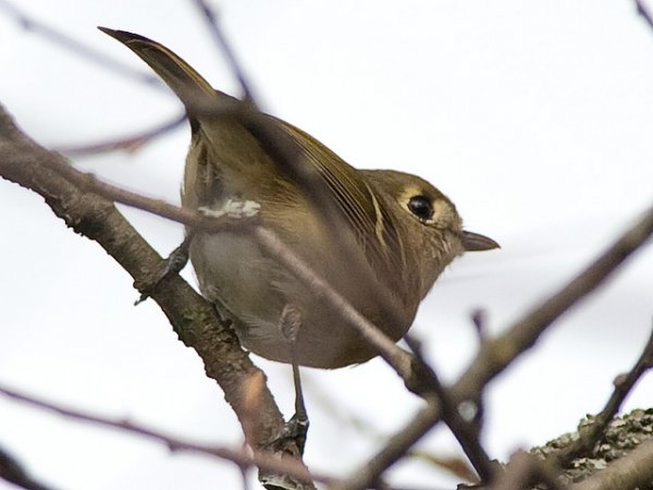 Photo (18): Hutton's Vireo