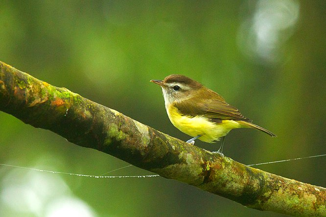 Photo (4): Brown-capped Vireo