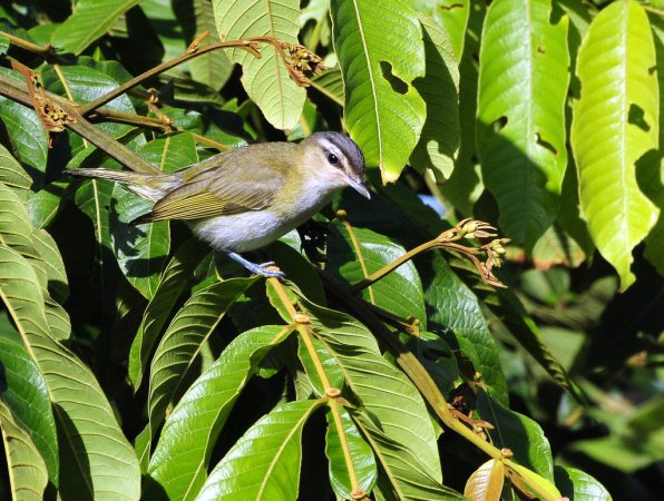 Photo (13): Red-eyed Vireo
