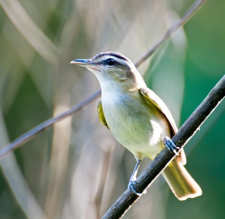 Photo (14): Red-eyed Vireo
