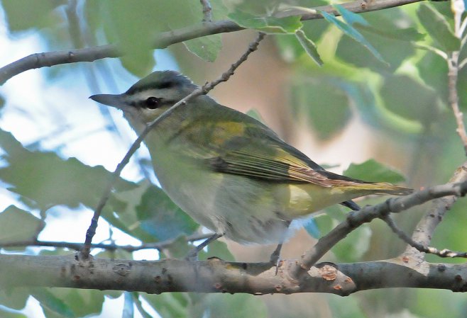 Photo (17): Red-eyed Vireo