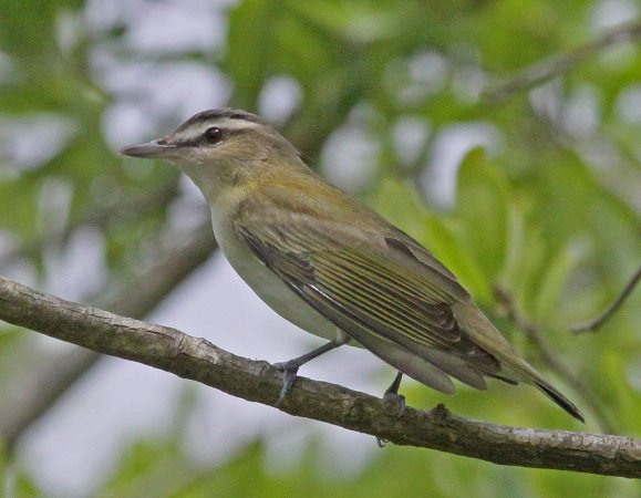 Photo (19): Red-eyed Vireo