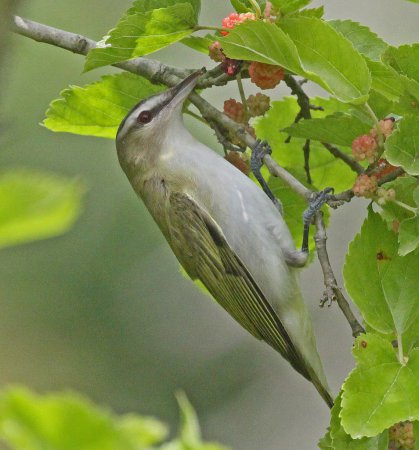Photo (18): Red-eyed Vireo