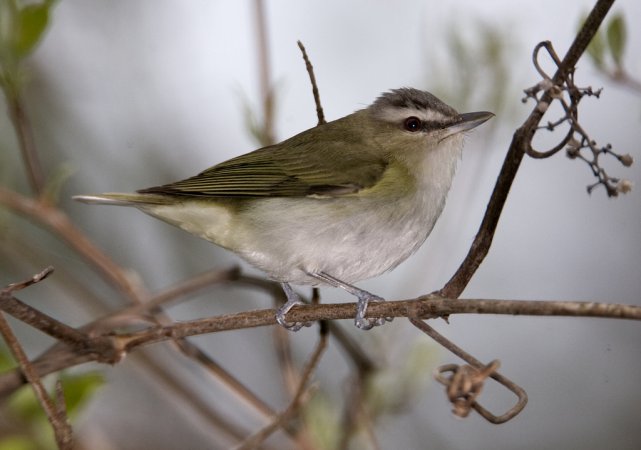 Photo (7): Red-eyed Vireo