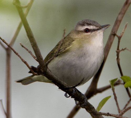 Photo (5): Red-eyed Vireo