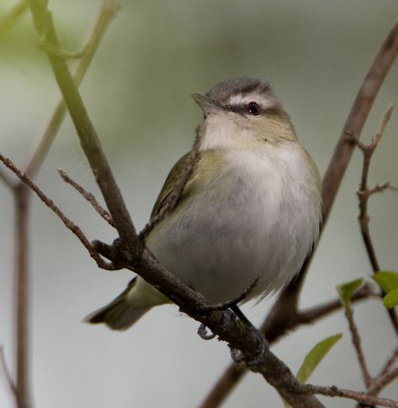 Photo (8): Red-eyed Vireo