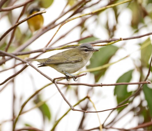 Photo (16): Red-eyed Vireo