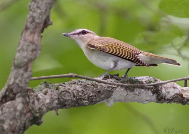 Photo (15): Red-eyed Vireo