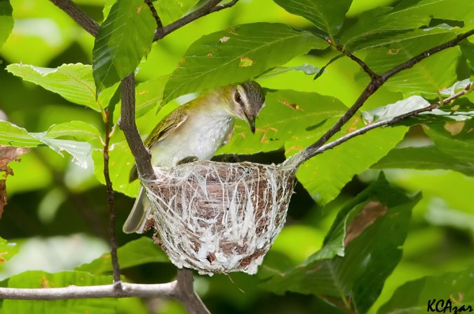 Photo (22): Red-eyed Vireo