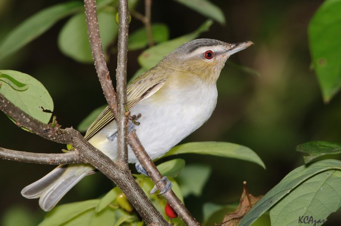 Photo (4): Red-eyed Vireo