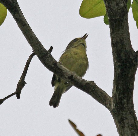 Photo (2): Mangrove Vireo