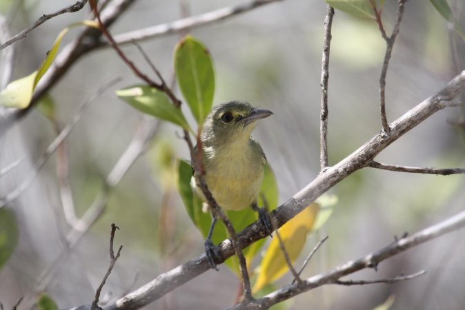 Photo (4): Mangrove Vireo