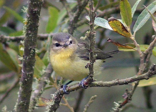 Photo (1): Philadelphia Vireo