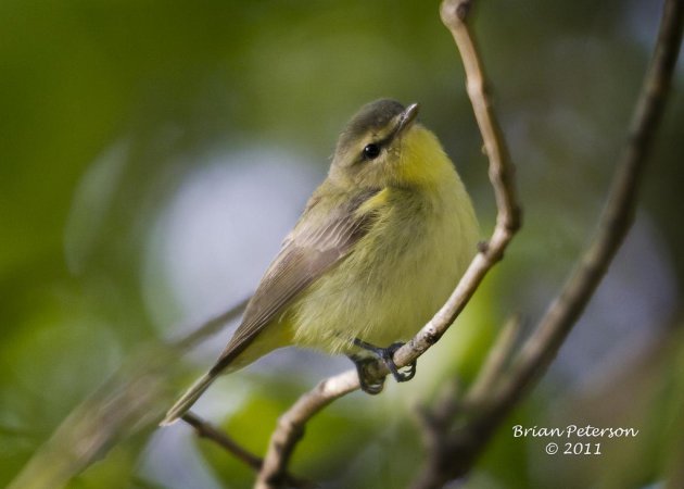 Photo (3): Philadelphia Vireo