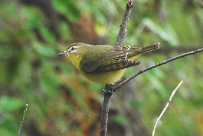 Photo (10): Philadelphia Vireo