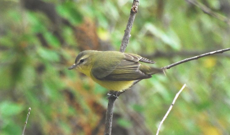 Photo (12): Philadelphia Vireo