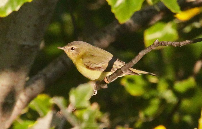 Photo (11): Philadelphia Vireo