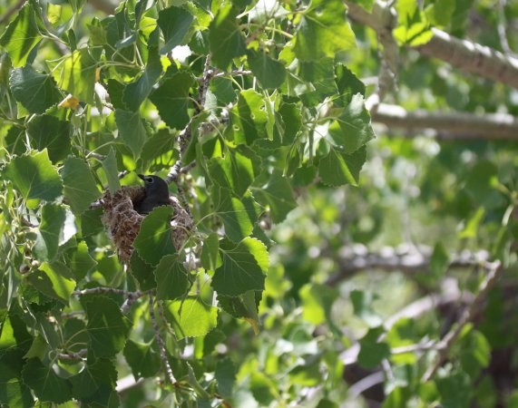 Photo (10): Plumbeous Vireo