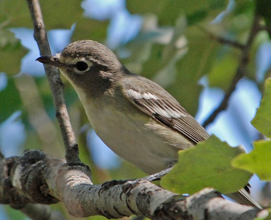 Photo (2): Plumbeous Vireo