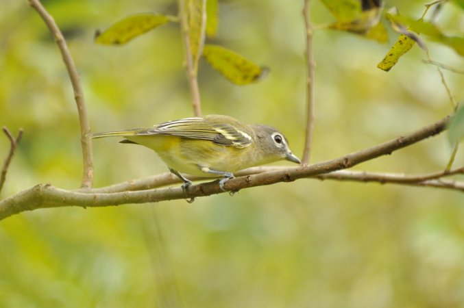 Photo (6): Blue-headed Vireo