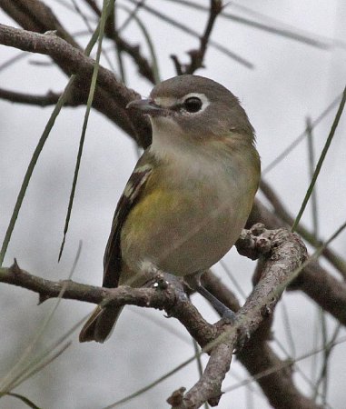 Photo (3): Blue-headed Vireo