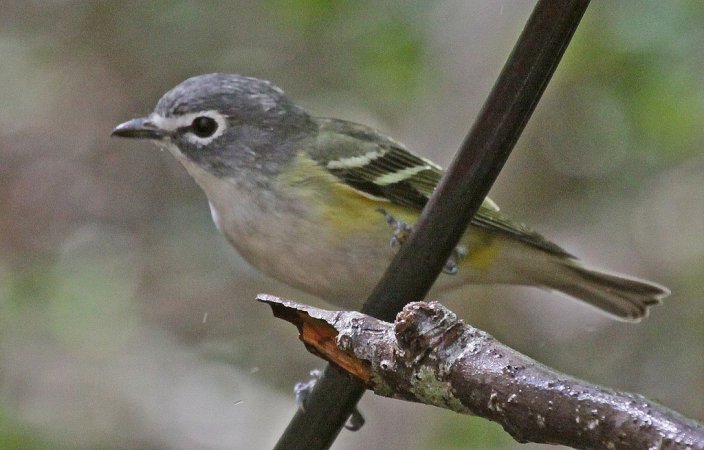 Photo (19): Blue-headed Vireo