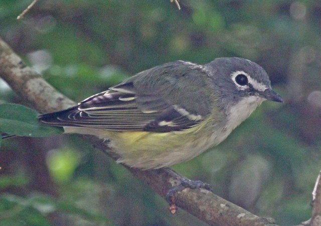 Photo (22): Blue-headed Vireo