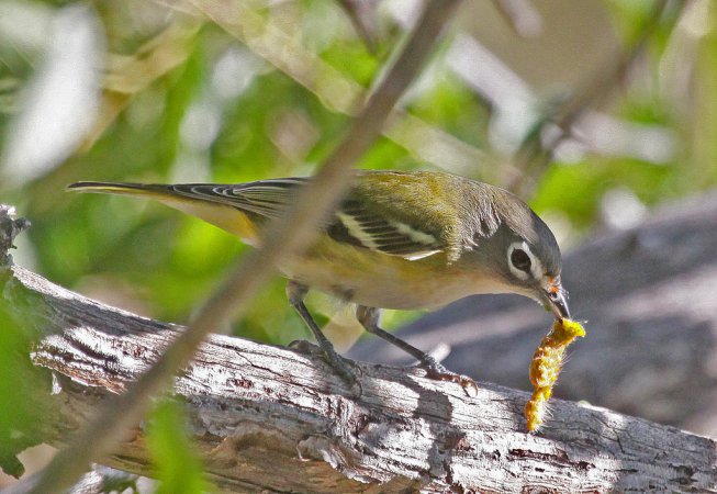 Photo (9): Blue-headed Vireo