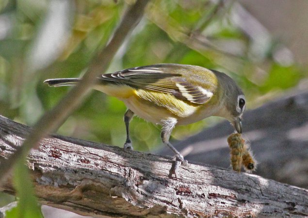 Photo (11): Blue-headed Vireo