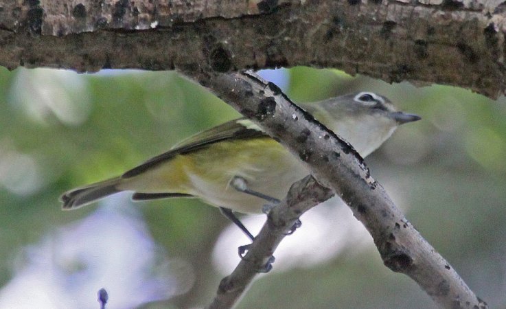 Photo (21): Blue-headed Vireo