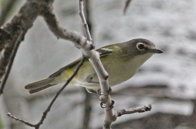 Photo (7): Blue-headed Vireo