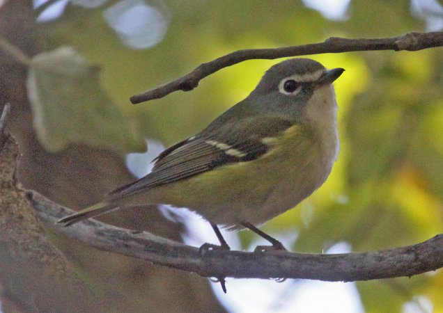 Photo (18): Blue-headed Vireo
