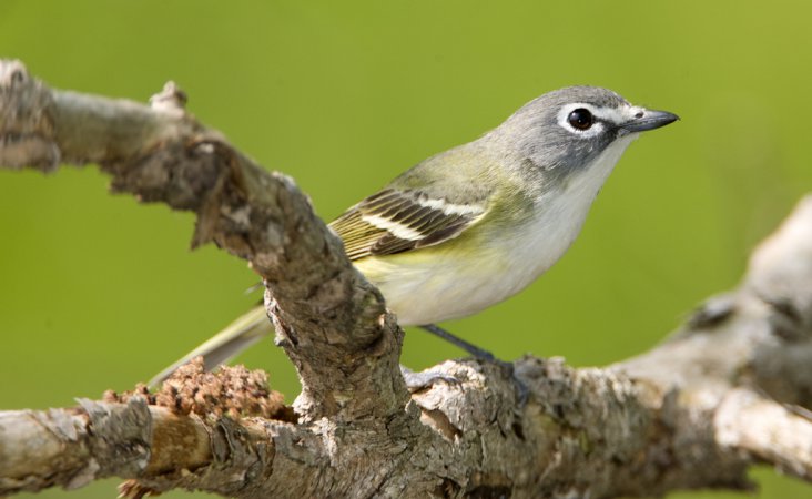 Photo (1): Blue-headed Vireo