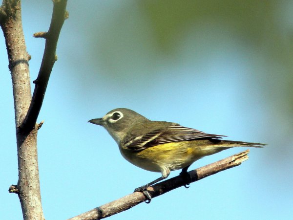 Photo (10): Blue-headed Vireo
