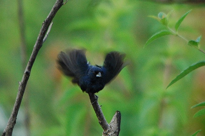 Photo (11): Blue-black Grassquit