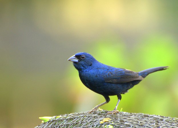 Photo (5): Blue-black Grassquit