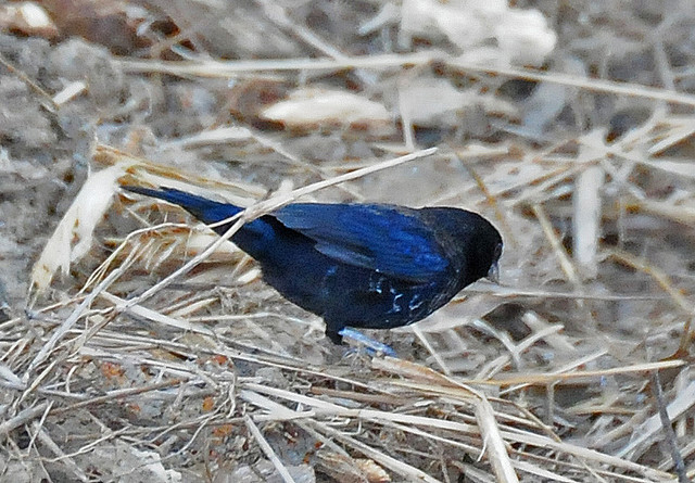 Photo (10): Blue-black Grassquit