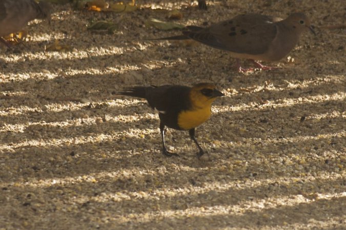Photo (11): Yellow-headed Blackbird