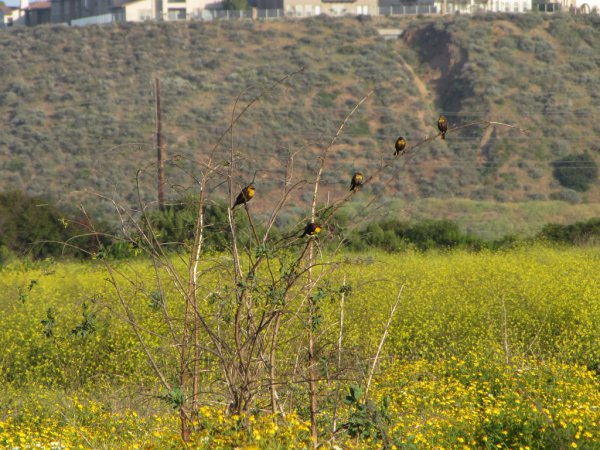 Photo (16): Yellow-headed Blackbird