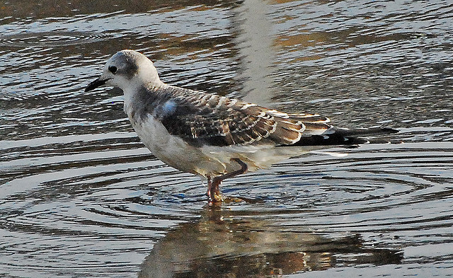 Photo (18): Sabine's Gull