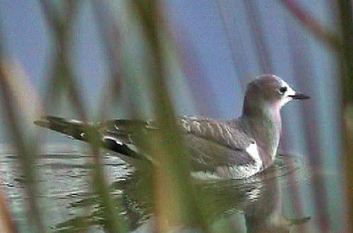 Photo (16): Sabine's Gull
