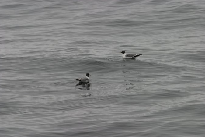Photo (7): Sabine's Gull