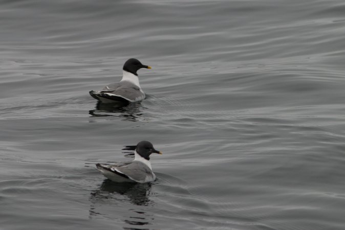 Photo (5): Sabine's Gull