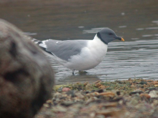 Photo (4): Sabine's Gull