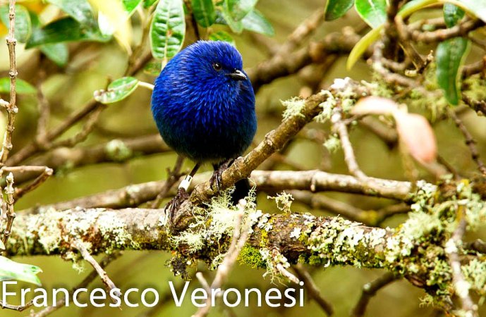 Photo (1): Tit-like Dacnis