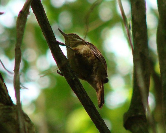 Photo (5): Plain Xenops