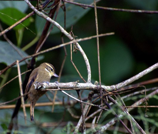 Photo (3): Plain Xenops