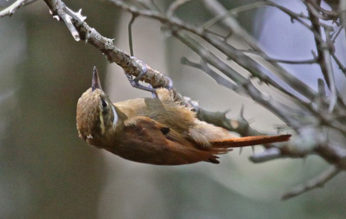 Photo (2): Plain Xenops