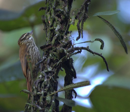 Photo (2): Streaked Xenops
